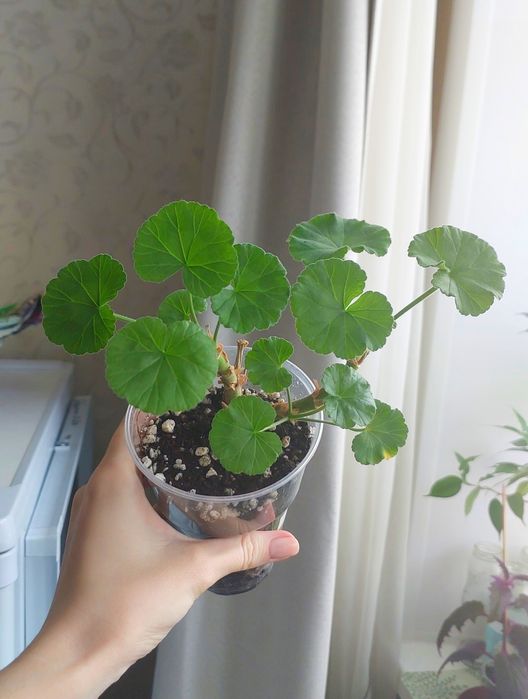 Герань розовая фуксия