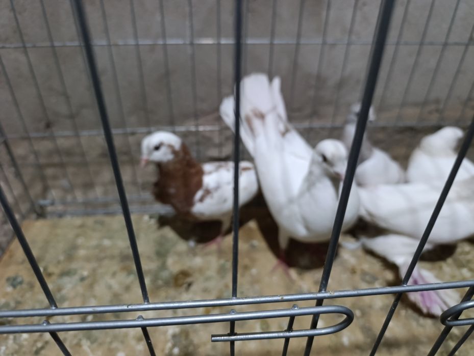 Голубей гребля тяга