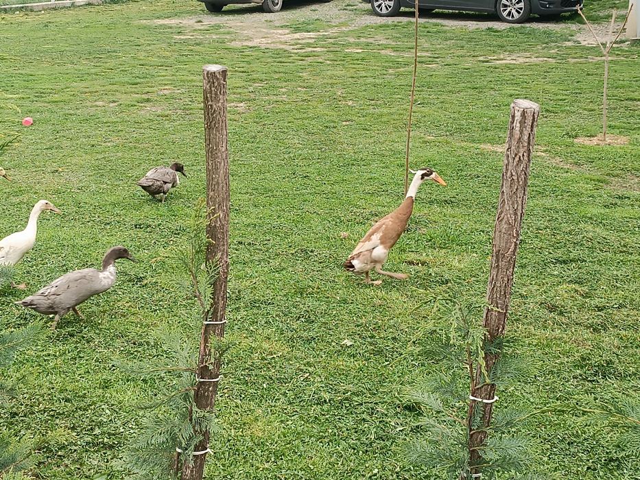 Ouă rațe alergătoare