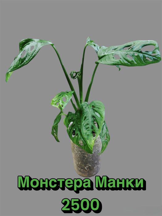 Монстера Адамсона или Манки