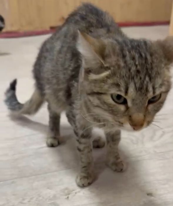 Отдам кошку в добрые руки