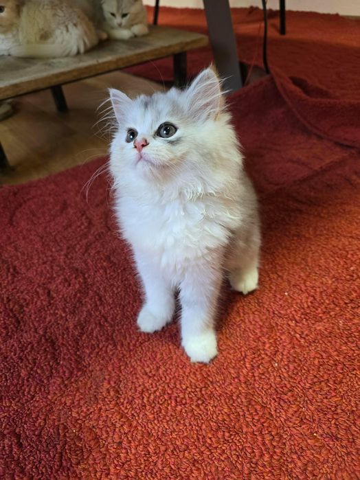 Котёнки скоттиш фолд