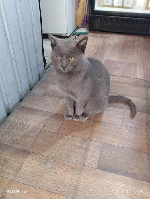 Отдам в добрые руки