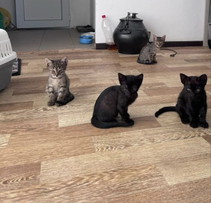 котятки-бандиты в добрые руки!