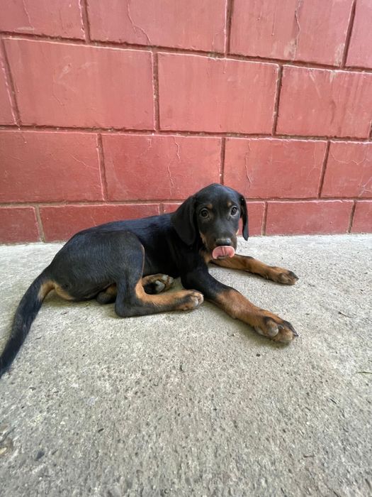 Щенки в хорошие руки! г. Шымкент