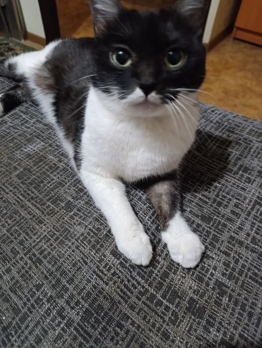 Отдам в хорошие руки