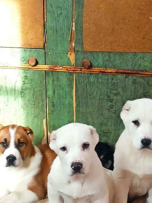 Шеночки алабаев чистокровные