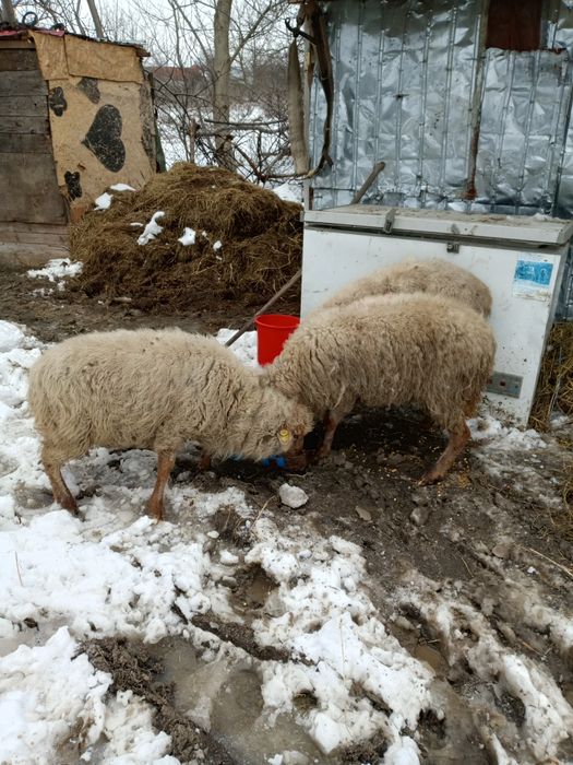 De vânzare 3 oi !!!