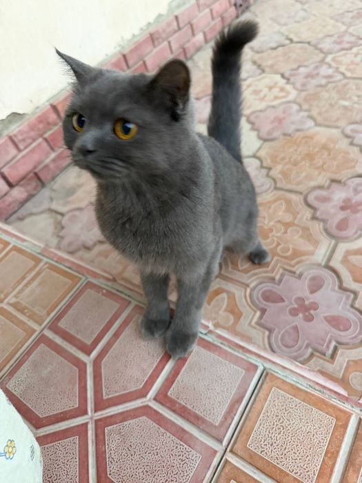 Продается кошка
