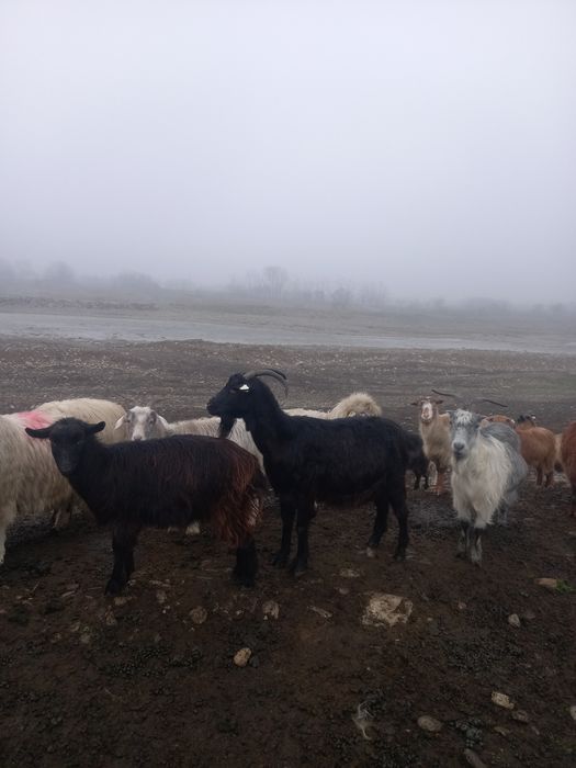 Vând capre bune și gestanta