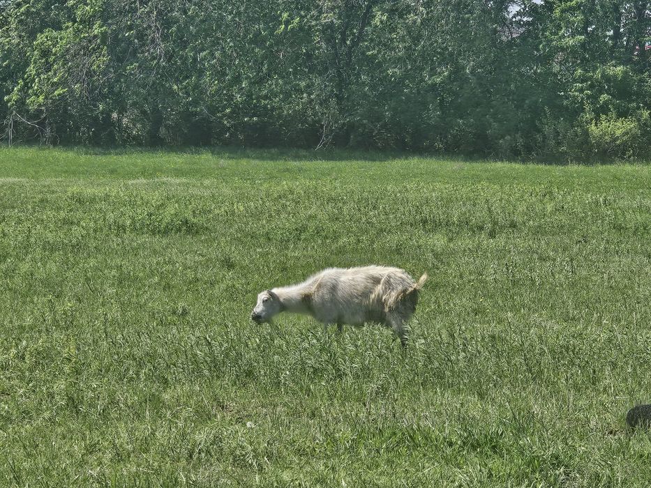 Козёл коза Ешки текесимен