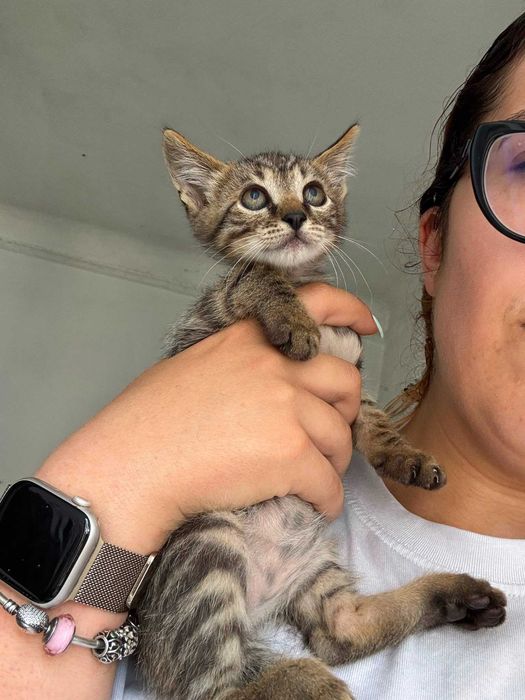 Ofer pisicuti pentru adoptie responsabila