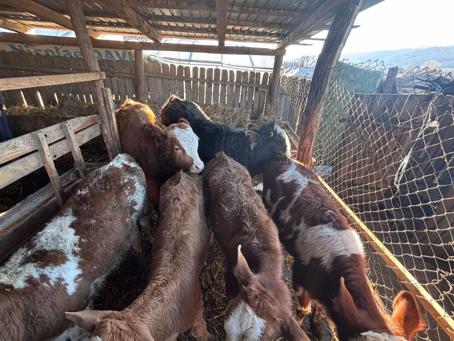 Vând șase viței de rasa