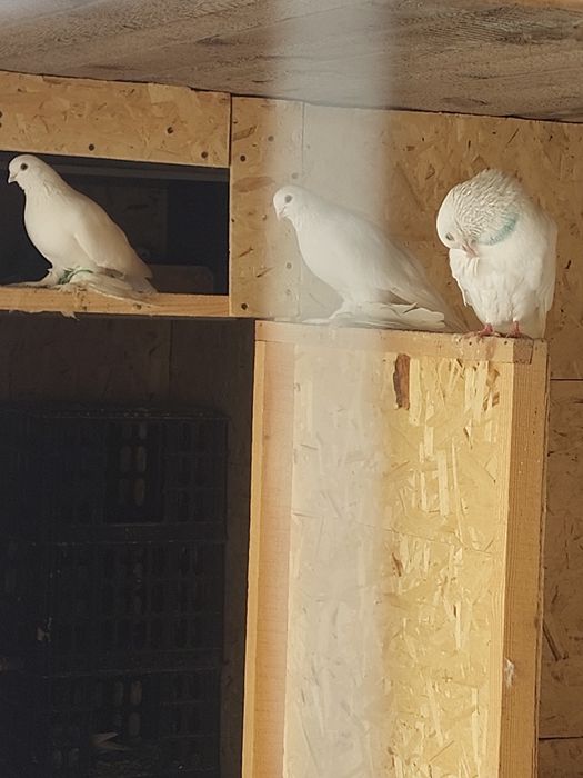 Кептер Құс Голуби