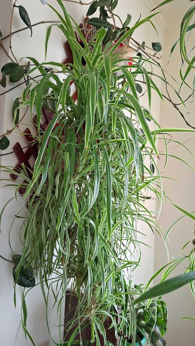 frumusete naturala plante deosebite