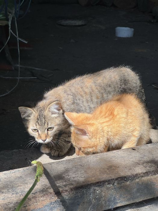 котята в добрые руки