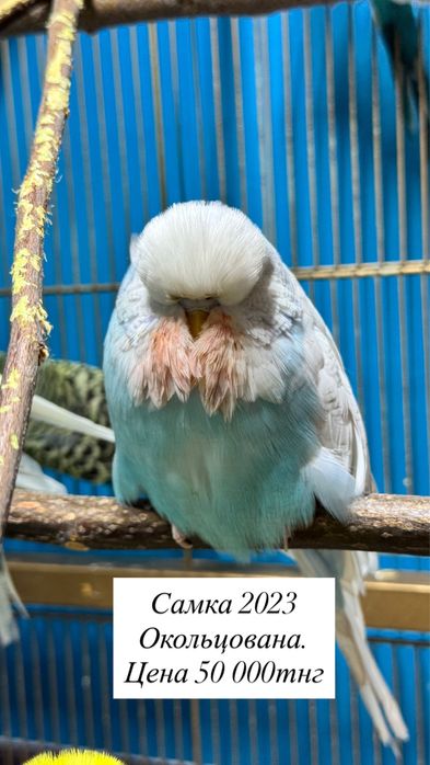 Выставочные попугаи чехи