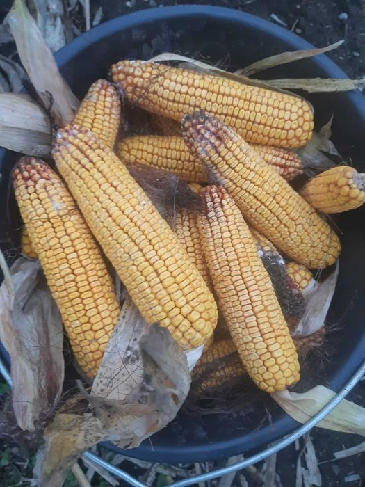 Vând porumb știuleți