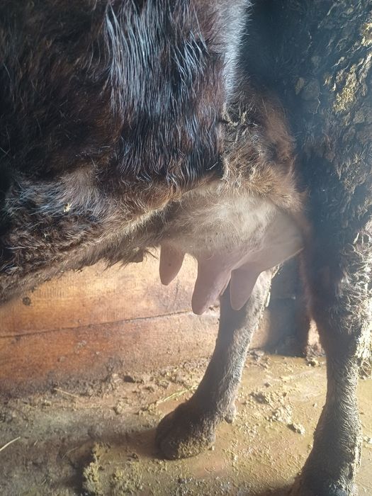 Срочно дойная корова