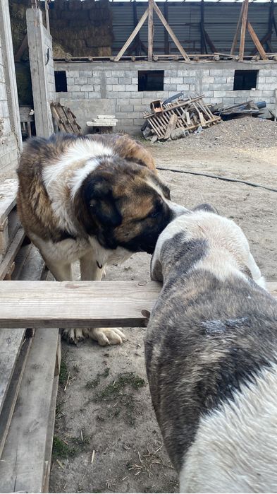 Сао алабай сучка возраст 4года