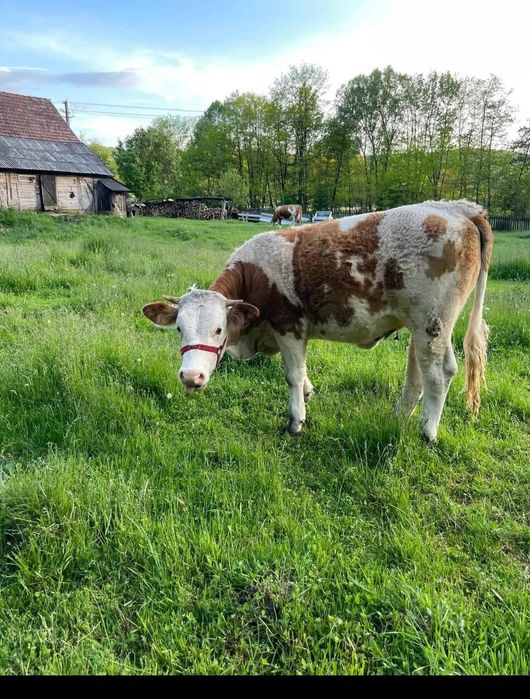 Junincă  bălțata  românească