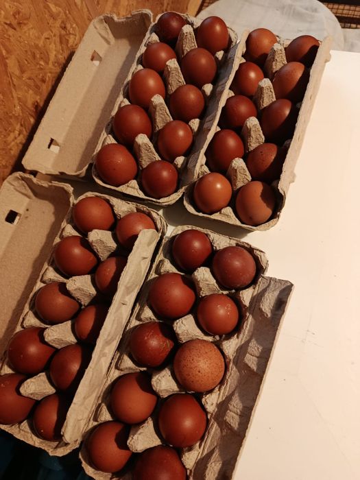 Vănd s au schimb cocosi marans .