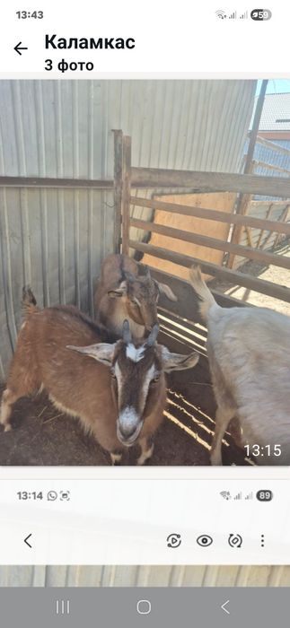 1жасар тушалар сатылымда