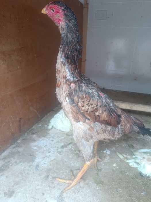 Dakan tovuq bedana par