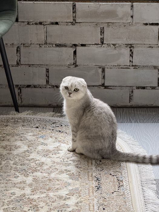 Кот готов к вязке