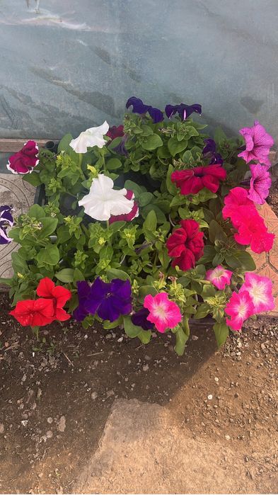 Каскадные петуньи