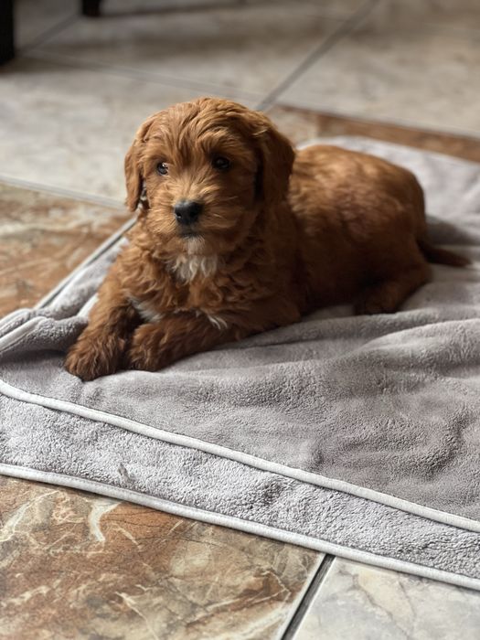 Goldendoodle F1B fetita superba