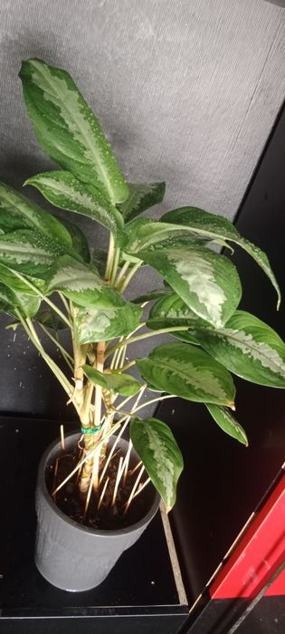 Комнатные цветы адаптированные