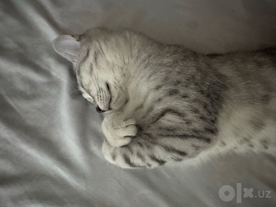 Продаётся красивая кошечка, 6 месяцев