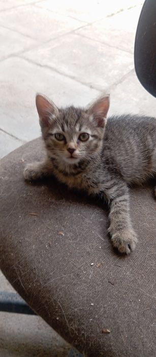 Кошка. Котёнок. Бесплатно.