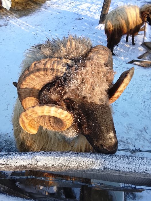 Vând berbec țurcan 1 an jumătate