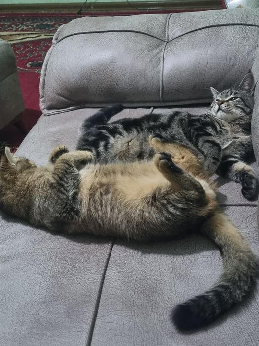 Ikalasi ham sotiladi sarigi qimmatroq narxini kelshamz aqlli gap uqadi