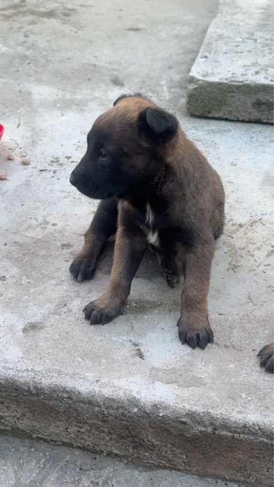 Ciobanesc Beligian Malinois