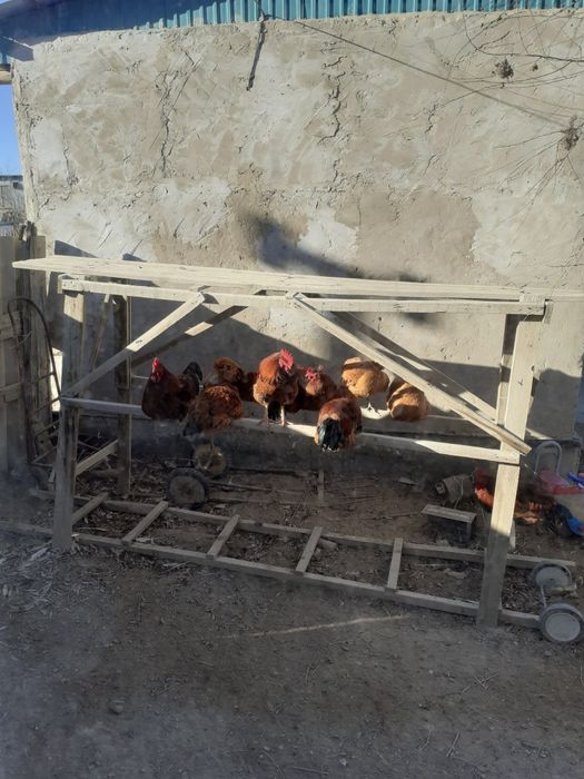 Атеш Кораздар бар