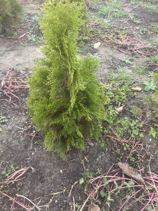 Tuia smarangd de vanzare