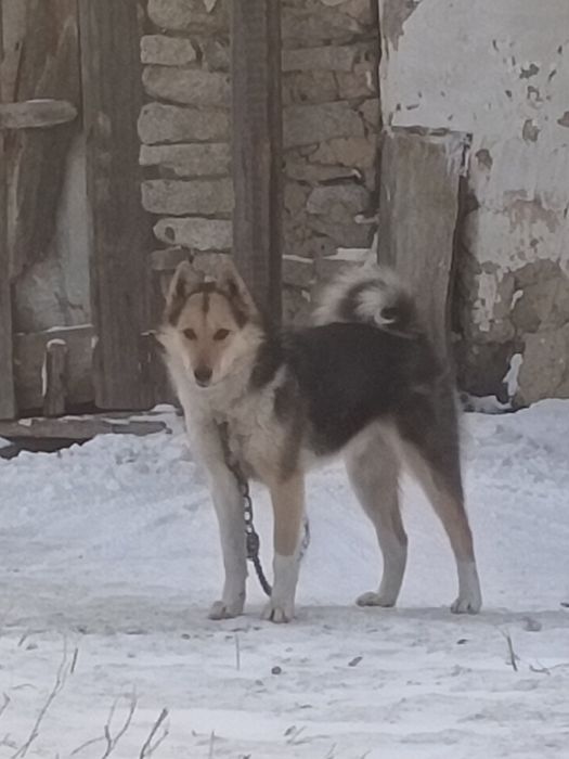 Продам щенки лайки рабочий универсал