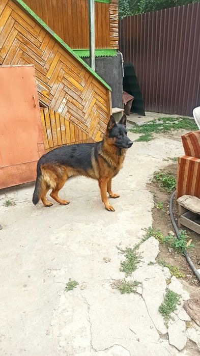 Немецкая овчарка, кабель для вязки