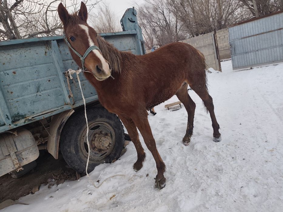 Құнан сатылады 2ж Срочно