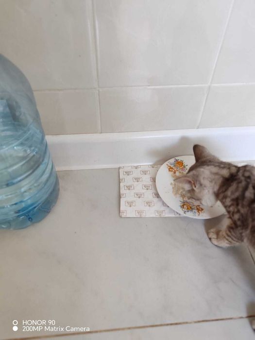 Котёнок  отдам в добрые руки