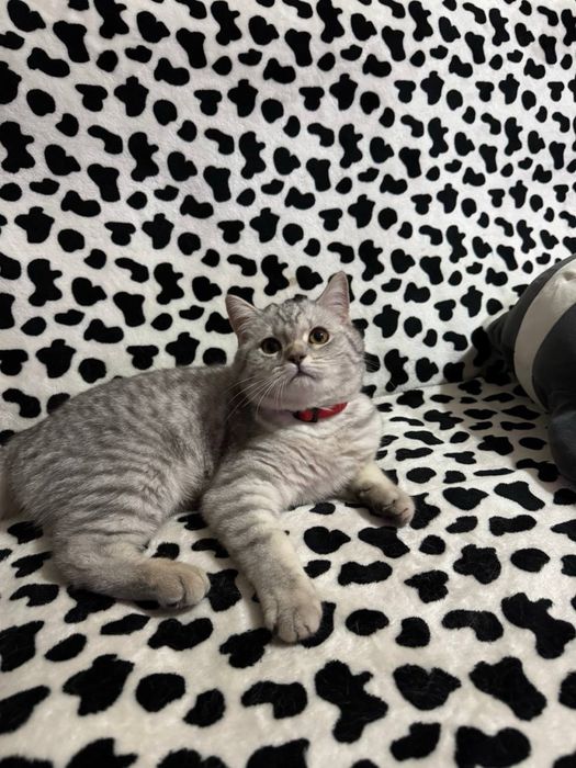 Продается кошка, шиншила, чистая, спокойная
