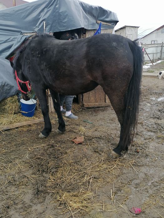 Iapa de vânzare de 4 ani merge bn la căruță