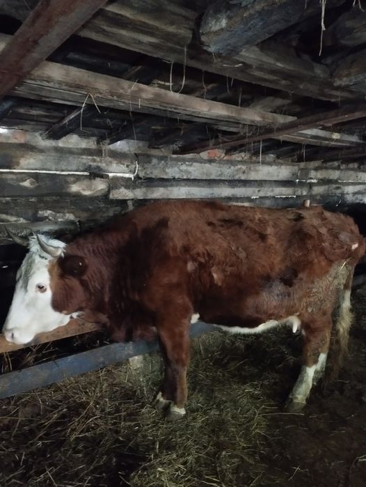 Продам 2 коровы торг