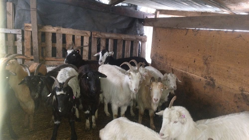 Capre tinere și iede