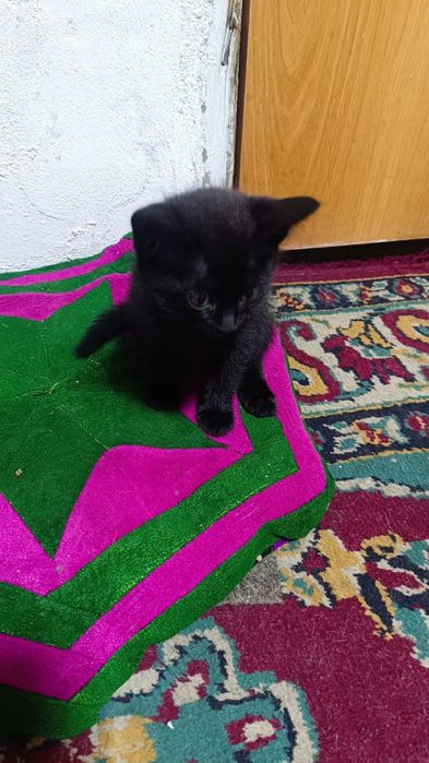 Отдам даром котят