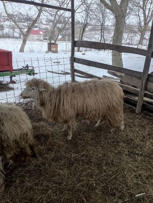 Vând berbec tânăr