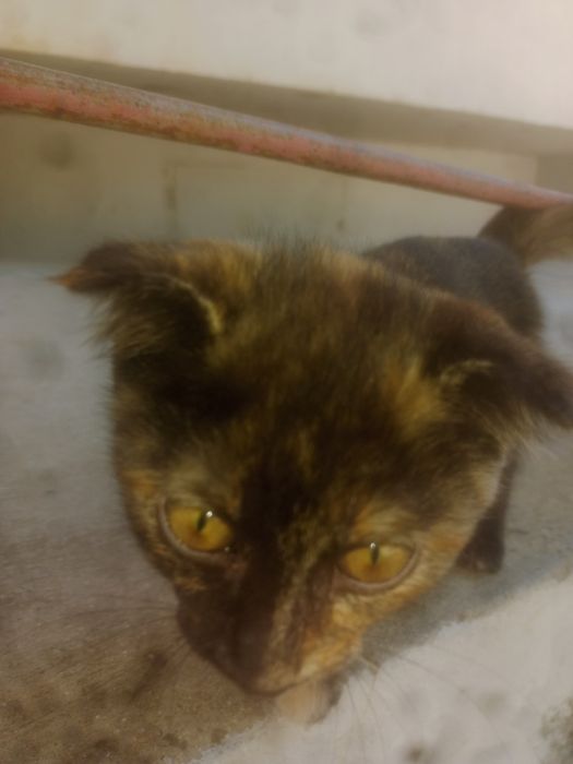 Котёнок с породой